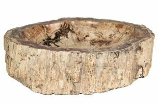 Polished, Colorful Petrified Wood Dish/Bowl - lbs #207423