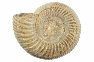 / Polished Perisphinctes Ammonite Fossils - Madagascar #207704