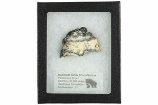 Mammoth Molar Slice with Case - South Carolina #207578