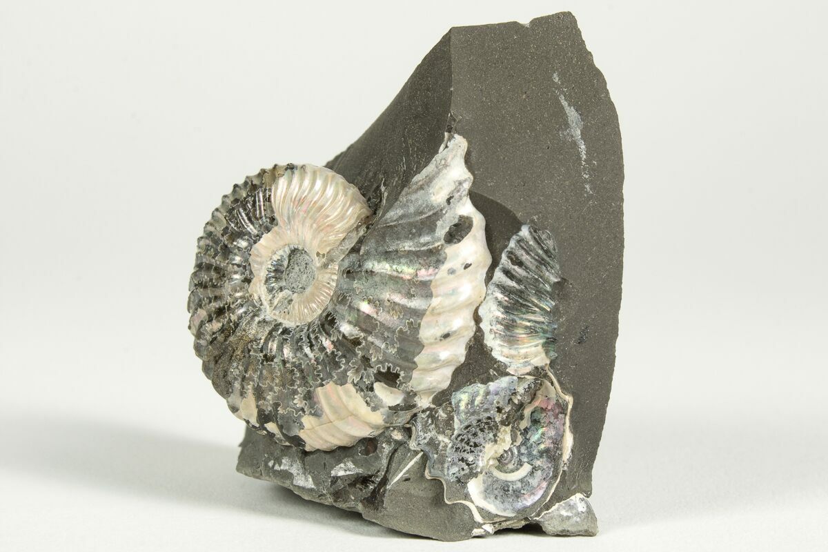 135 Cretaceous Ammonite Deshayesites Fossil Russia 207454 For Sale