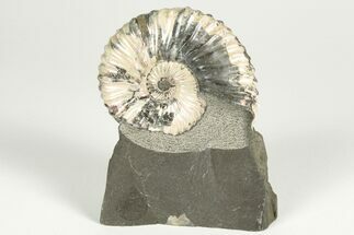 Iridescent Ammonite (Deshayesites) Fossil - Russia #207458