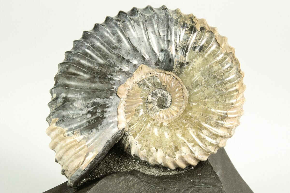 25 Cretaceous Ammonite Deshayesites Fossil Russia 207459 For Sale