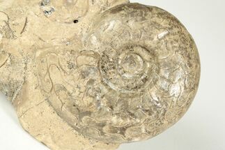 Permian Ammonite (Uraloceras) Fossil - Russia #207468