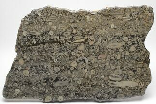 Fossil Crinoid Stems In Limestone Slab #206815