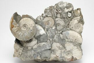 Jurassic Ammonite (Kosmoceras) Cluster - England #207748