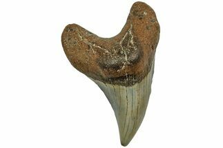 Rare, Fossil Benedini Shark Tooth - North Carolina #208092