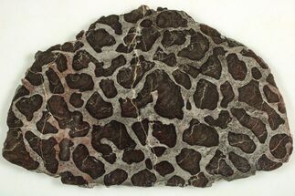 Polished Linella Avis Stromatolite Slab - Million Years #208080