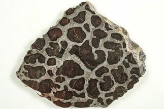 Polished Linella Avis Stromatolite Slab - Million Years #208085