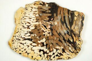 Slab of Fossilized Peanut Wood - Australia #208098