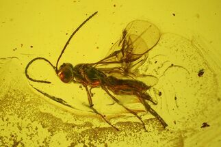 Fossil Wasp (Hymenoptera) In Baltic Amber #207512