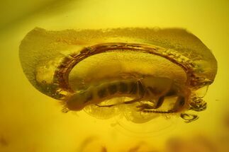 Detailed Fossil Shortwing Beetle (Coleoptera) in Baltic Amber #207514