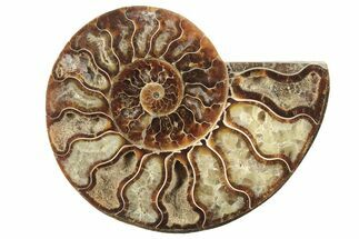Cut & Polished Ammonite Fossil (Half) - Crystal Filled Chambers #208635