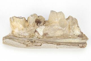 Fossil Mosasaur (Clidastes) Jaw Section - Kansas #208352