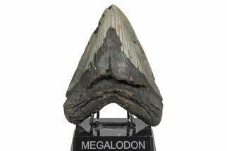 Bargain, Fossil Megalodon Tooth - North Carolina #208003