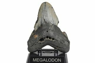 Bargain, Fossil Megalodon Tooth - North Carolina #208006