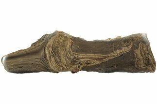 Devonian Stromatolite Slice - Orkney, Scotland #207385