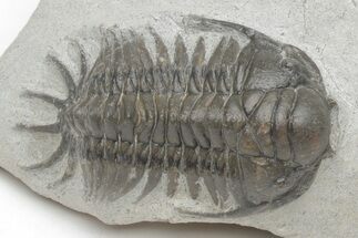 Crotalocephalus (“Cyrtometopus”) Trilobite - Scarce Species #208949