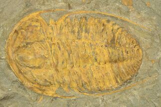 Cambrian Trilobite (Hamatolenus) - Tinjdad, Morocco #209137