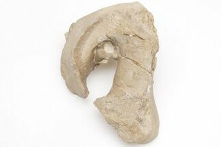 Mosasaur Quadrate (Jaw Bone) w/ Shark Tooth - Smoky Hill Chalk #208109