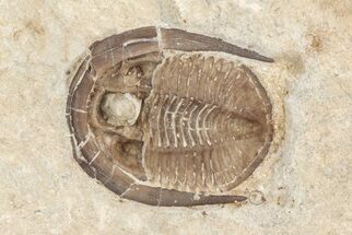 Ventral Cordania Trilobite - Black Cat Mountain, Oklahoma #209152