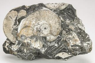 Jurassic Ammonite (Kosmoceras) Cluster - England #207751