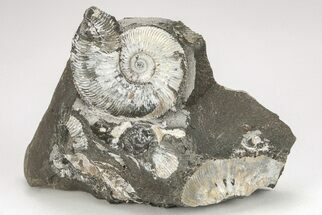Jurassic Ammonite (Kosmoceras) Cluster - England #207755