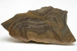 Devonian Stromatolite Slice - Orkney, Scotland #207396
