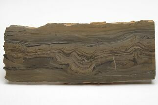 Devonian Stromatolite Slice - Orkney, Scotland #207397