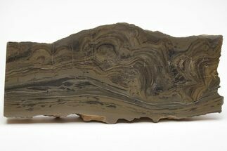 Devonian Stromatolite Slice - Orkney, Scotland #207401