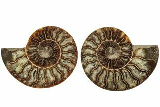 Cut & Polished, Agatized Ammonite Fossil - Madagascar #206758