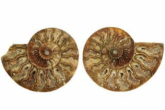 Cut & Polished, Agatized Ammonite Fossil - Madagascar #206759