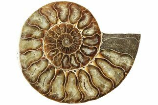 Cut & Polished Ammonite Fossil (Half) - Madagascar #206775