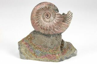 Iridescent, Pyritized Ammonite (Quenstedticeras) Fossil Display #209435
