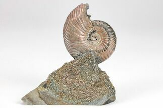 Iridescent, Pyritized Ammonite (Quenstedticeras) Fossil Display #209447
