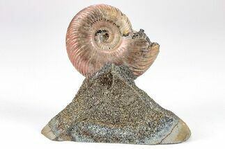 Iridescent, Pyritized Ammonite (Quenstedticeras) Fossil Display #209458