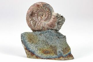 Iridescent, Pyritized Ammonite (Quenstedticeras) Fossil Display #209459