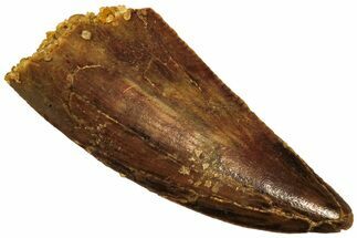 Raptor Tooth - Real Dinosaur Tooth #208268