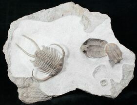 Paraceraurus Trilobite Association - Spectacular #12946