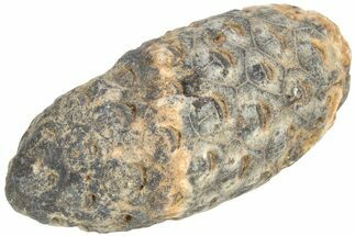 Fossil Seed Cone (Or Aggregate Fruit) - Morocco #209755