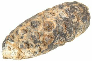 Fossil Seed Cone (Or Aggregate Fruit) - Morocco #209764