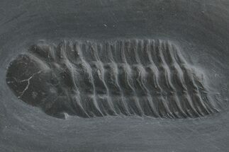 Pyritized Trilobite (Chotecops) Fossil - Bundenbach, Germany #209907