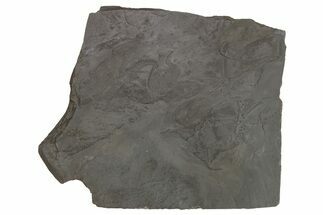 Plate of Devonian Pyritized Brittle Star Fossils - Germany #209916