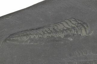 Pyritized Trilobite (Chotecops) Fossil - Bundenbach, Germany #209926