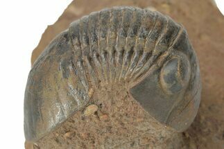 Corynexochid (Paralejurus) Trilobite - Lghaft, Morocco #210167