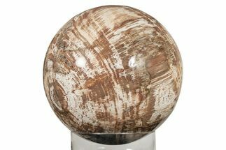 Massive, Petrified Wood (Araucaria) Sphere - lbs! #209923