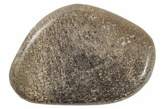 Polished Iguanodon Bone - Isle Of Wight, England #210346