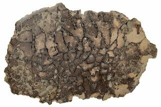 Pyritized, Polished Sauropod Bone - Isle Of Wight #210356