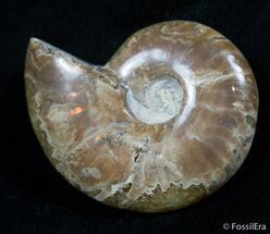 Inch Iridescent Ammonite From Madagascar #2173