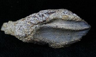 Unerupted Triceratops Tooth - Montana #13015
