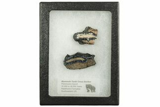 Mammoth Molar Slices In Case - South Carolina #207592